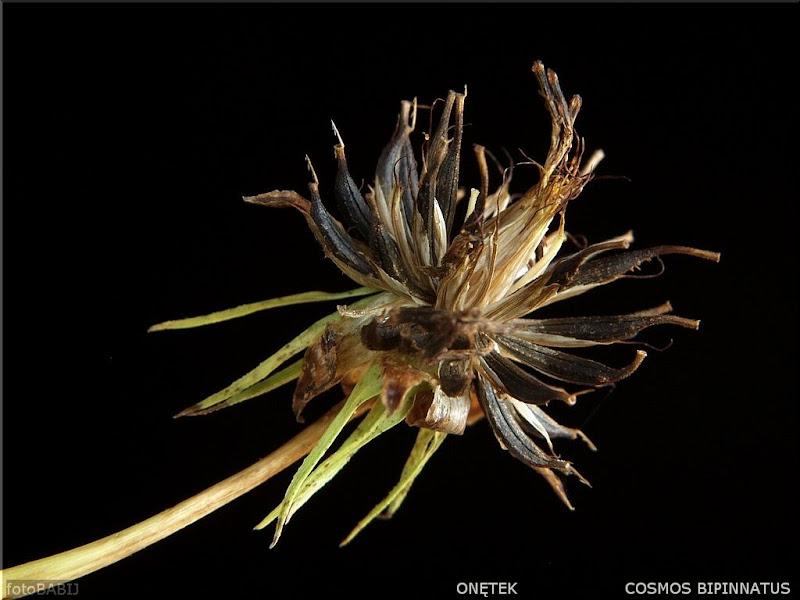 Cosmos bipinnatus fruit - Kosmos podwójnie pierzasty  owoc 