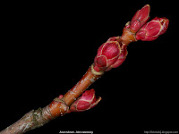Acer rubrum  bud - Klon czerwony pąki boczne