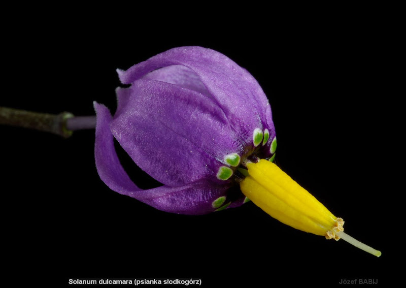 Solanum dulcamara flower - Psianka słodkogórz kwiat