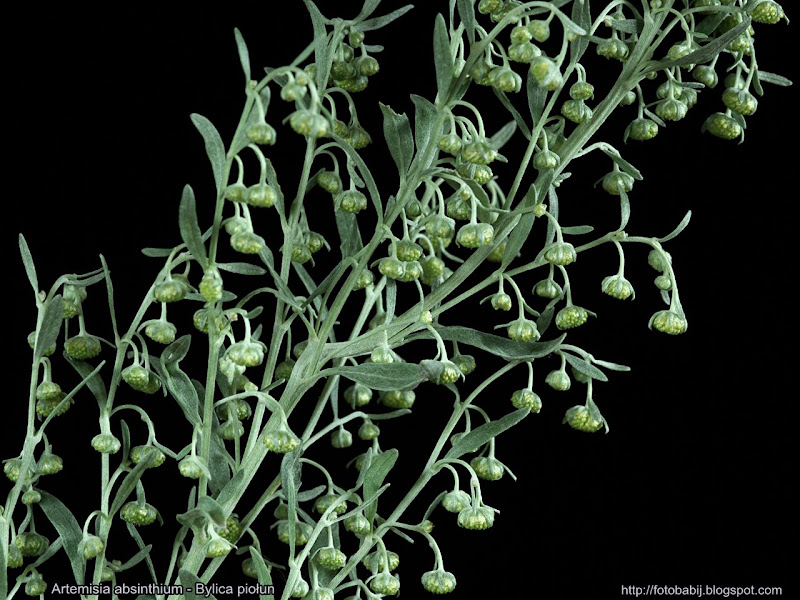 Artemisia absinthium inflorescence - Bylica piołun kwiatostan