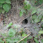 Spider web