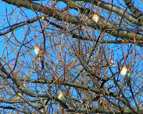 Spotting Image 1