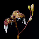 Miniature orchid