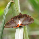 Castniid Moth