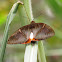 Castniid Moth