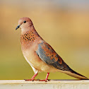 Laughing dove