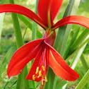 Jacobean Lily 