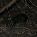 Guaqueque