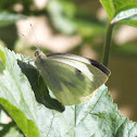 Large White
