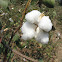 Cotton