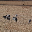 Sandhill Cranes and Coyote