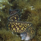 Mediterranean moray