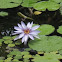 Water lily / Lotus