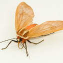 Moth