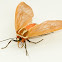 Moth