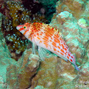 Threadfin Hawkfish