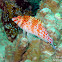 Threadfin Hawkfish