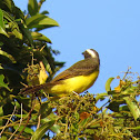 Social Flycatcher