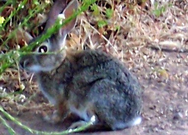 Spotting Image 1