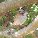 Rufous-Collared Sparrow/Tico-Tico