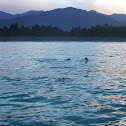 Dusky Dolphin