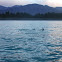 Dusky Dolphin
