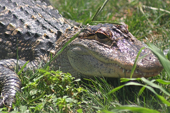 Spotting Image 1