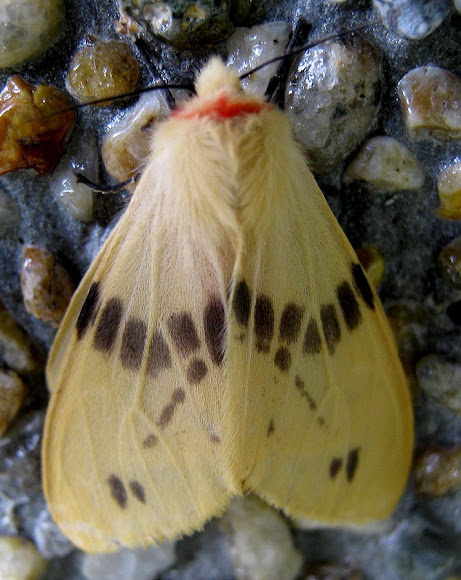 Spotting Image 1