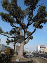 林町のクスノキ Camphor Tree in Hayashi Machi