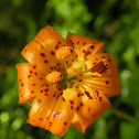 Tiger Lily