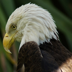by Sandra Cannon - Animals Birds