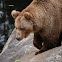 Brown Bear