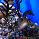 Big-belly Seahorse