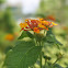 Lantana