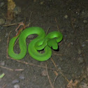 Green Pit Viper