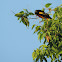 Baltimore Oriole (male)