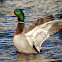 Mallard