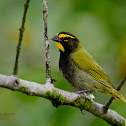 Yellow-faced Grassquit