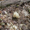 White Coral