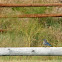 Mountain bluebird
