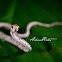 Blunthead Slug Snake