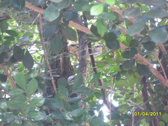 Spotting Image 1