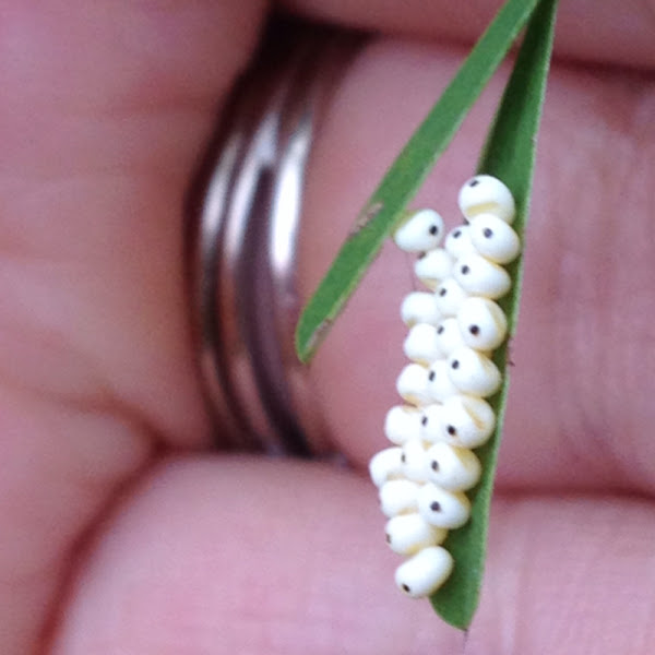 Io Moth eggs Project Noah