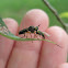 Robber Fly
