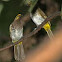 Orange-spotted Bulbul