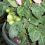 Tomato 'Red Robin' planting