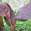 Canna Lilies