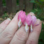 Bleeding Heart