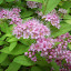 Goldmound Spirea
