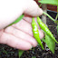 Chili Pepper 'Long Thin Cayenne' planting